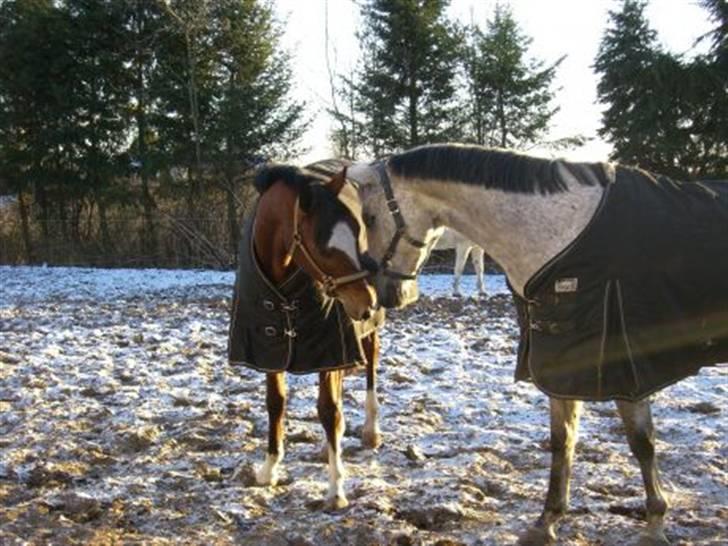 Trakehner Carmelina billede 5