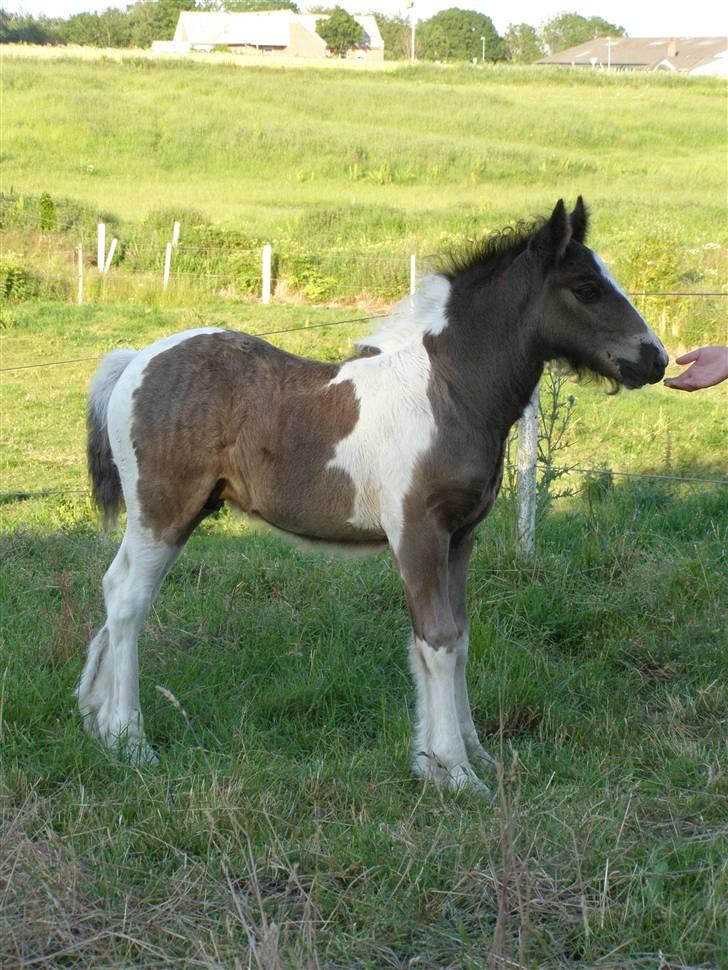 Tinker Keep Kool Krede Krasuld billede 1