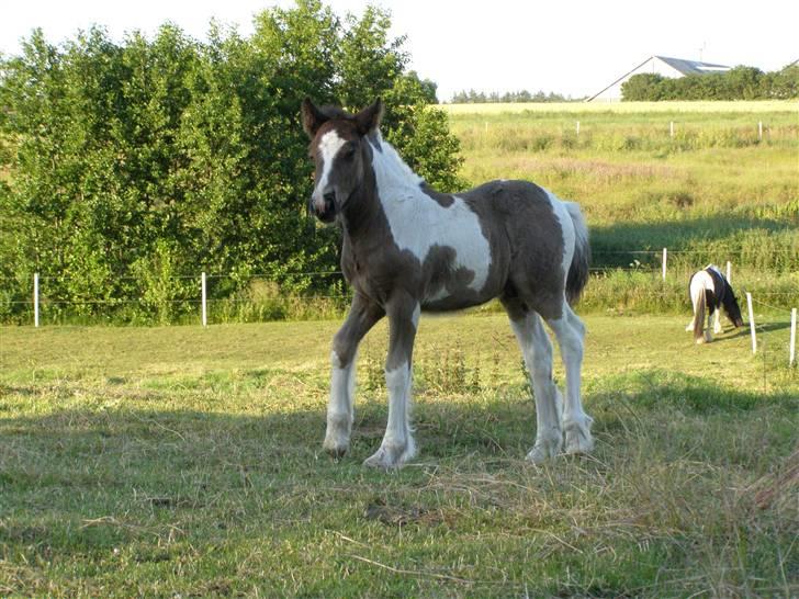 Tinker Keep Kool Krede Krasuld billede 2