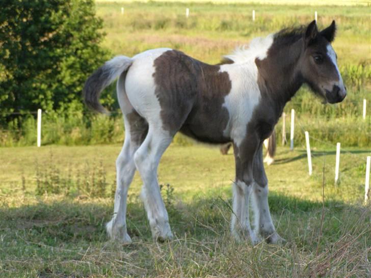 Tinker Keep Kool Krede Krasuld billede 3