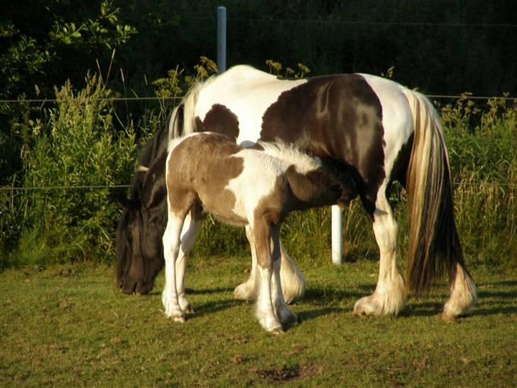 Tinker Keep Kool Krede Krasuld billede 4