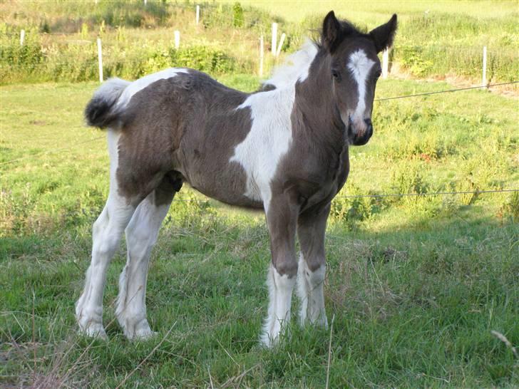 Tinker Keep Kool Krede Krasuld billede 6