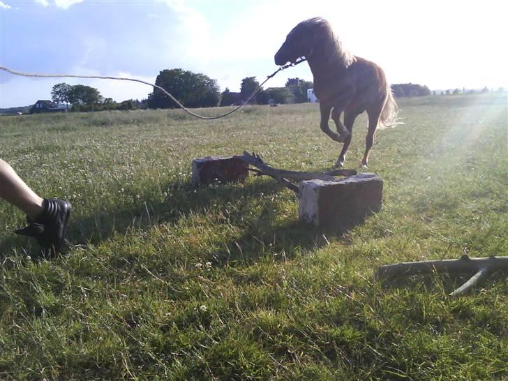 Shetlænder Charlie  billede 18