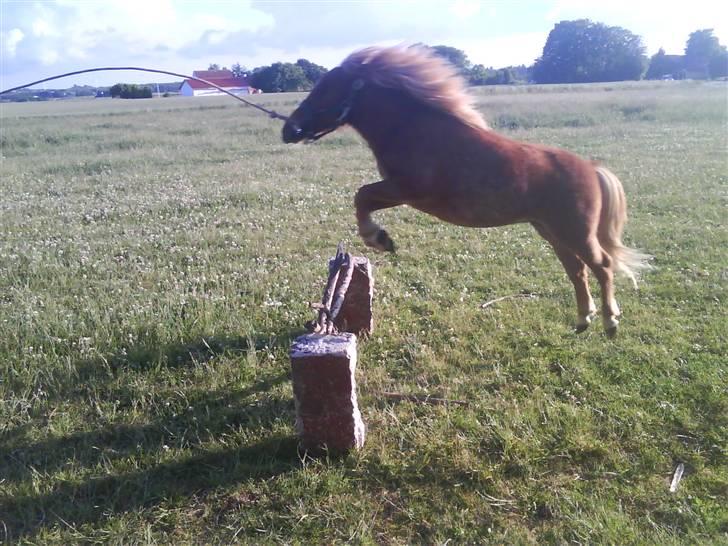 Shetlænder Charlie  billede 19