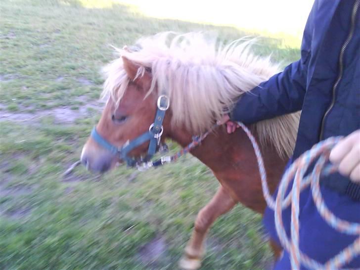 Shetlænder Charlie  billede 20