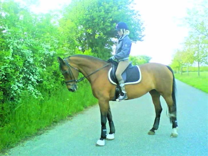 Dansk Varmblod Limona billede 17