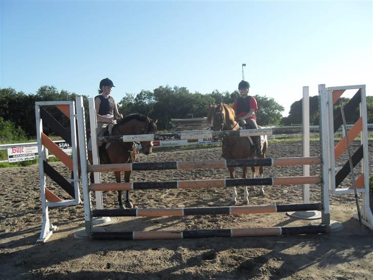 Welsh Pony af Cob-type (sec C) Aastrupgaards Elvis - Da vi sprang 135 til undervisning. Foto: Victoria Kapteina billede 2