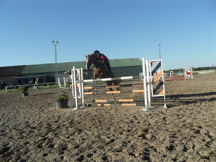 Welsh Pony af Cob-type (sec C) Aastrupgaards Elvis - Joker og jeg over 135 :) Foto: Victoria Kapteina  billede 3