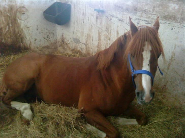 Welsh Pony af Cob-type (sec C) Aastrupgaards Elvis - Joker i sin boks :D  billede 4