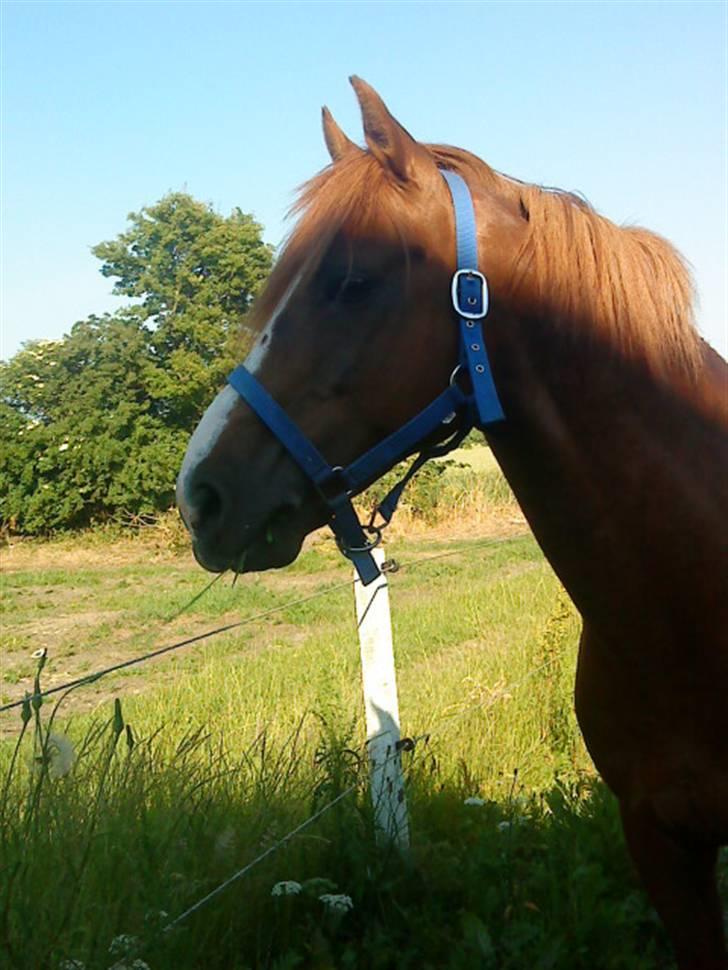 Welsh Pony af Cob-type (sec C) Aastrupgaards Elvis - Joker nyder solen. billede 5