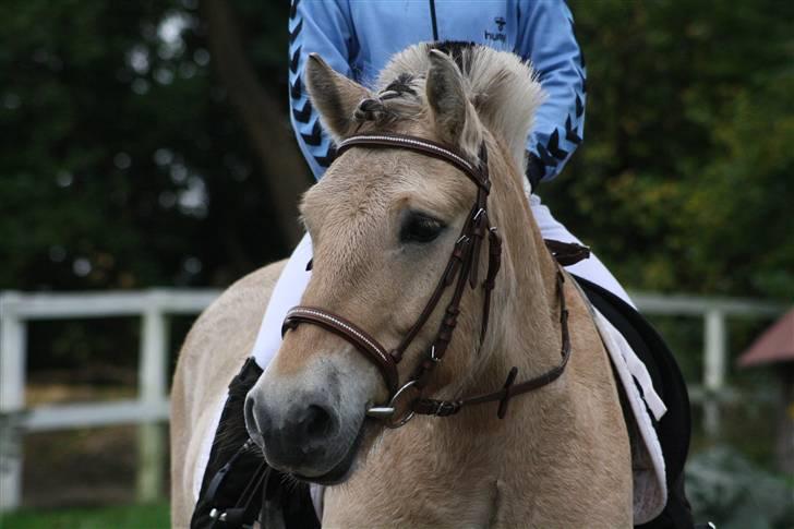 Fjordhest Bonto<3 R.I.P. - 2 # Elsker den hest, min smukke Bonto til stævnet! <3 billede 2