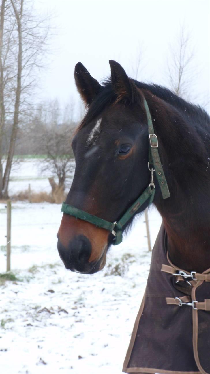 Oldenborg Sabroes Figaro *Solgt* billede 9