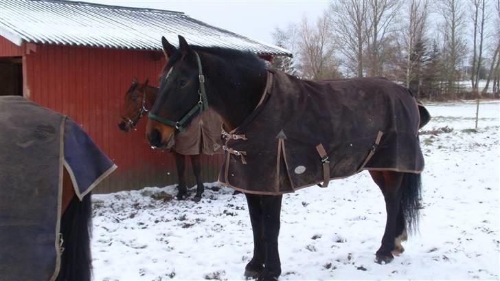 Oldenborg Sabroes Figaro *Solgt* billede 10