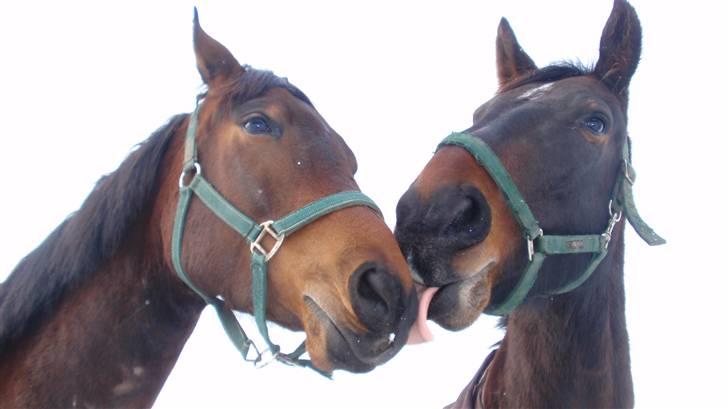 Oldenborg Sabroes Figaro *Solgt* billede 11