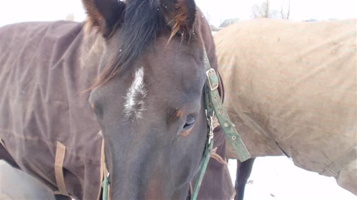 Oldenborg Sabroes Figaro *Solgt* billede 12