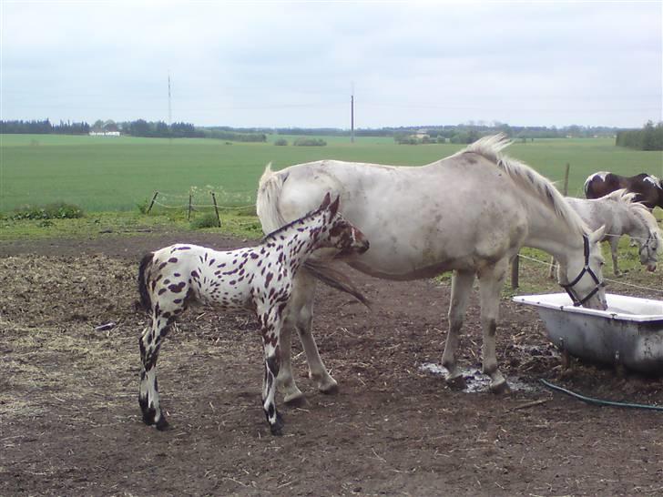 Knabstrupper stardust  (SOLGT) - det er star dust og hans mor billede 2