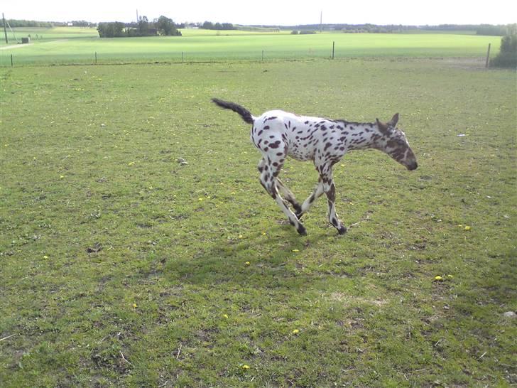 Knabstrupper stardust  (SOLGT) - han hopper rigtigt billede 3