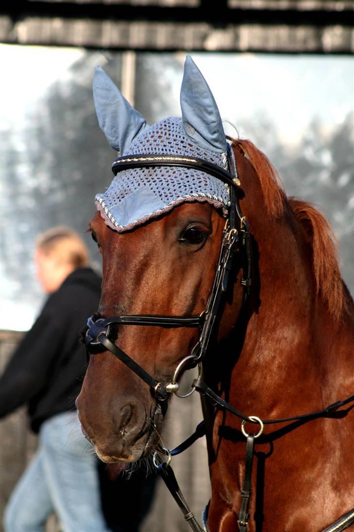 Gelderland Ornando - *RIP* - CC-foto, NSR sløjfespring billede 19