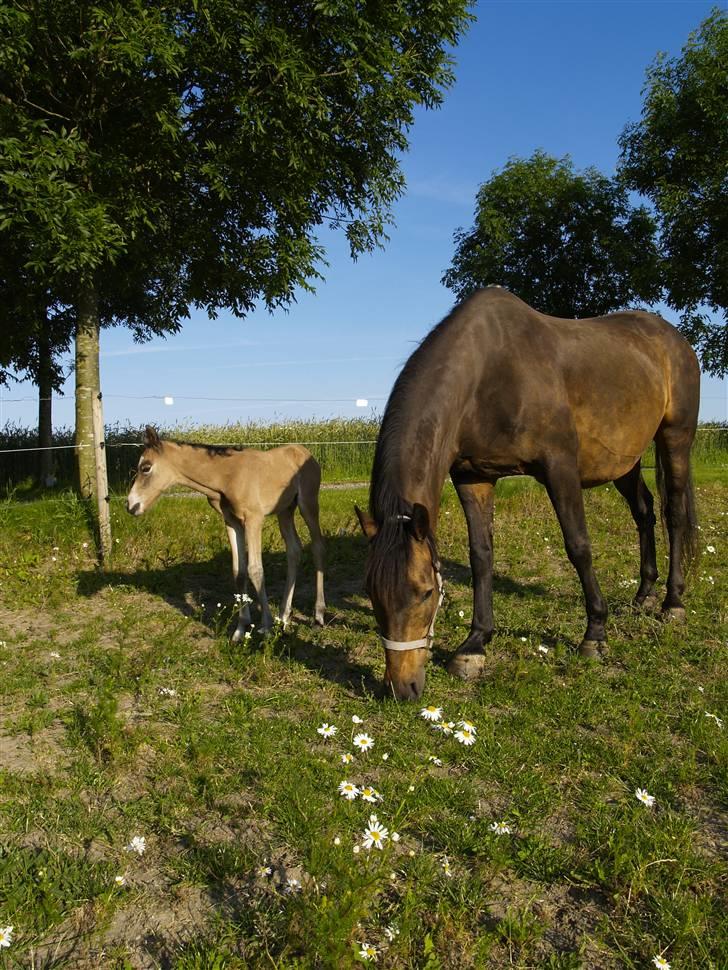 DSP Tiger R.I.P. - Tiger med hendes lille føl Tigerlilli :) billede 18