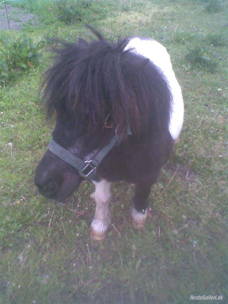 Miniature Sofie <3 *Passer* billede 17