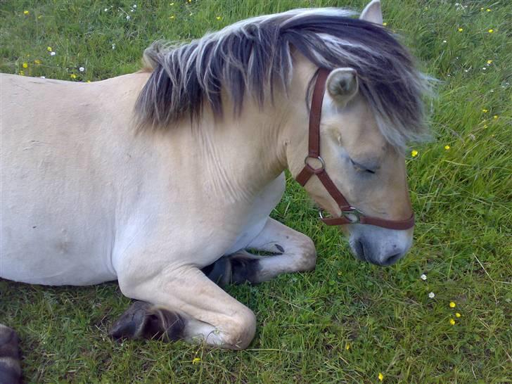 Anden særlig race LL's Benjamin - ZzzZZzzzzz:D billede 3
