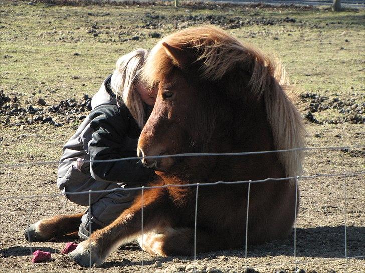Islænder Jódís fra Freistinggård - Er der noget skønnere end at få lov til at putte sig ind til sin lille Tut? Nej, det tror jeg ikke der er. Dejlig søndag eftermiddag. 6/3-2011
Foto: Min far billede 7