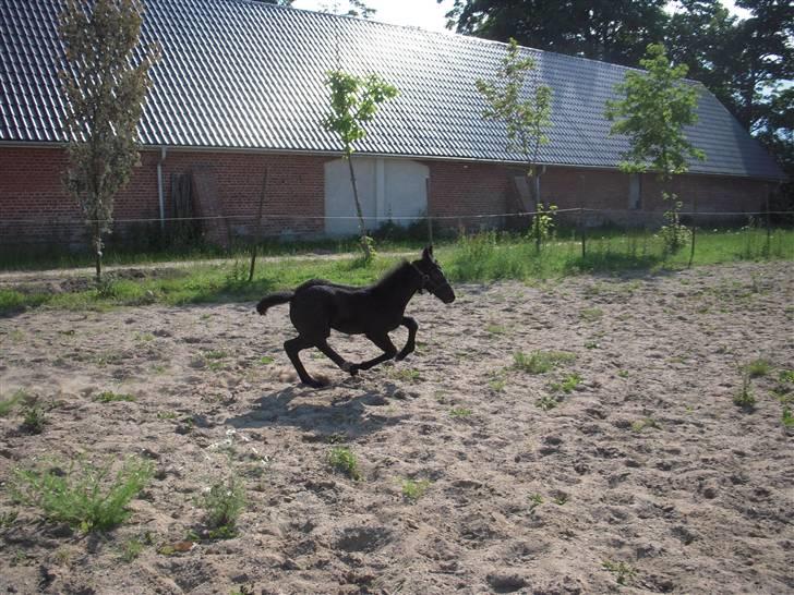 Barockpferd Mulle - 18) Når Mulle tager en spurter på banen. billede 18