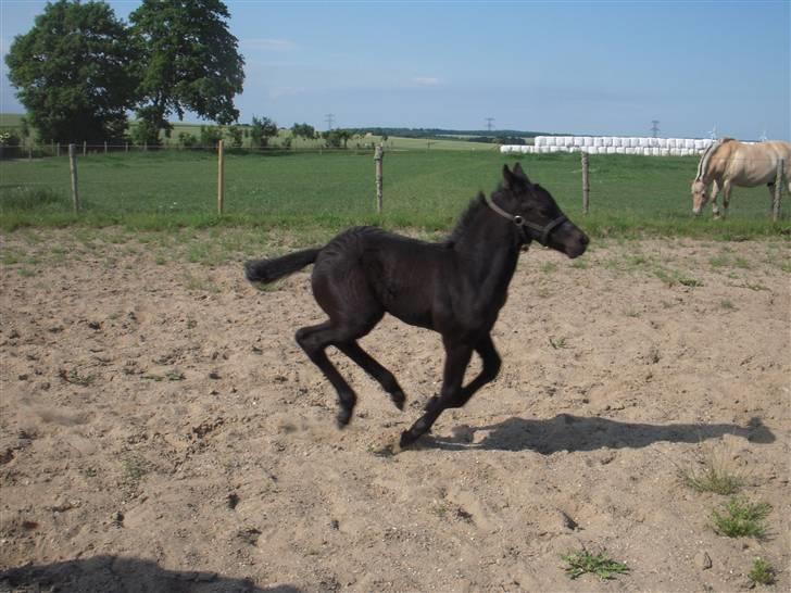 Barockpferd Mulle - 20) Fuld galop i sommervarmen. billede 20