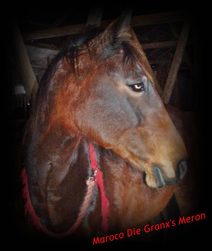 Anden særlig race Maroco Die Granx´s..SOLGT - Velkommen til Mallys profil <3 billede 1