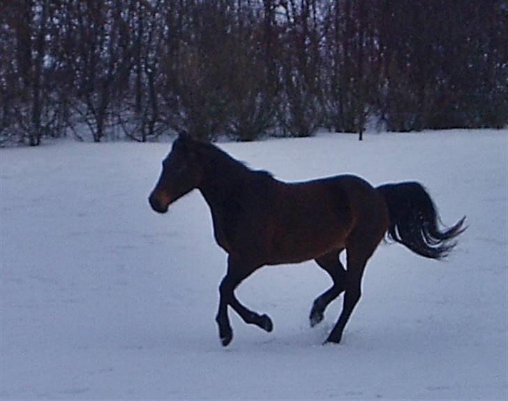 Anden særlig race Maroco Die Granx´s..SOLGT - Så fin du er, Mally´pigen <3 Foto: mig billede 3