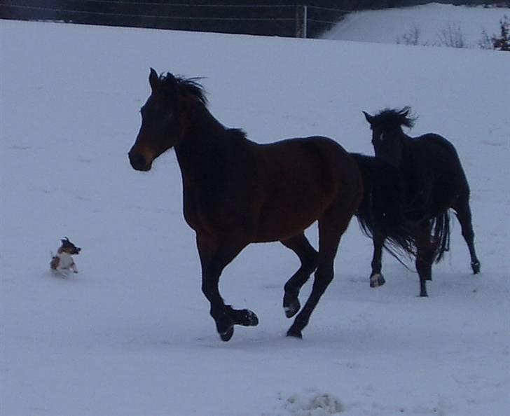Anden særlig race Maroco Die Granx´s..SOLGT - Mally 20.02.10 Foto: mig billede 8