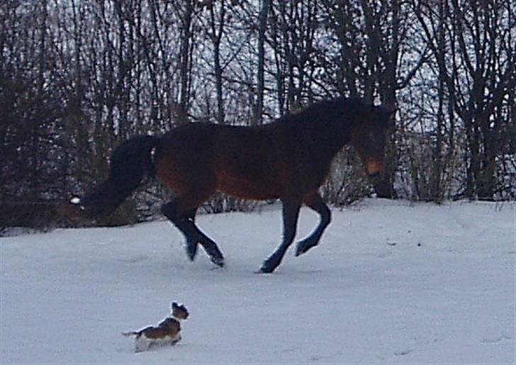 Anden særlig race Maroco Die Granx´s..SOLGT - De små hunde skal ikke tro de er noget, vel Mally? Bongo skal i hvert fald ikke! :D Foto: mig billede 12