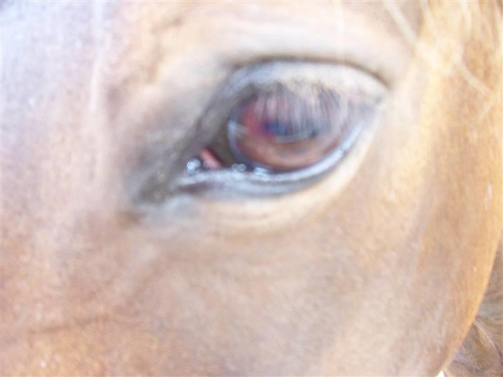 Anden særlig race Maroco Die Granx´s..SOLGT - Mallys skønne øje, en stærk glød af tillid og kærlighed <3 Foto: mig billede 16