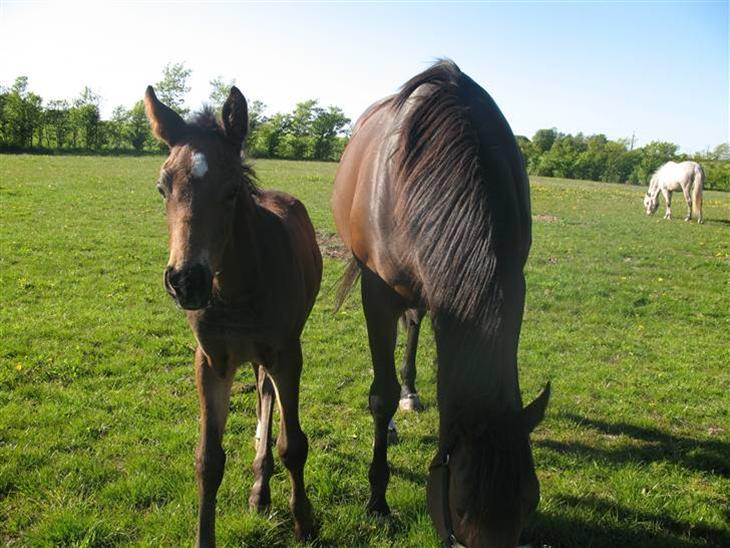 {{currentPhoto.altText}} billede {{currentPhoto.number}}