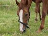 Dansk Varmblod RDH Margot SOLGT [Tidl. hest]