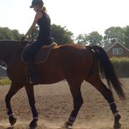 Dansk Varmblod LIVIUS (LEOPOLD)  R.I.P