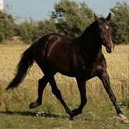 Dansk Varmblod surprise