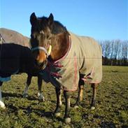 Connemara Nørlunds Cecilia Solgt