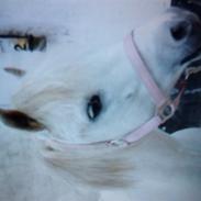 Anden særlig race Nitus | gamle part