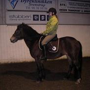 Anden særlig race Volsrtups Molly