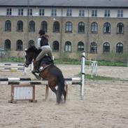 Anden særlig race Volsrtups Molly