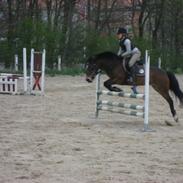 Anden særlig race Volsrtups Molly