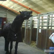 Frieser dexter af Bjørnskov- part