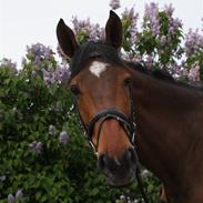 Holstener Priamos ( SOLGT )