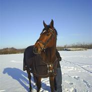 Holstener Priamos ( SOLGT )