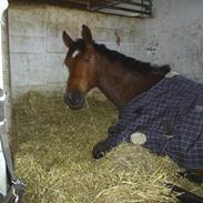 Holstener Priamos ( SOLGT )