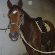 Holstener Priamos ( SOLGT )