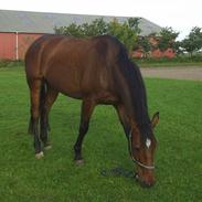 Holstener Priamos ( SOLGT )