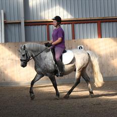 New Forest Firfod Brdr. Olsen