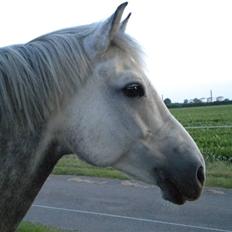 New Forest Firfod Brdr. Olsen